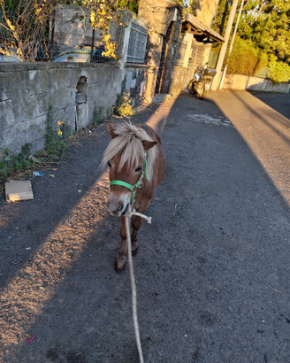 Pony 60 cm