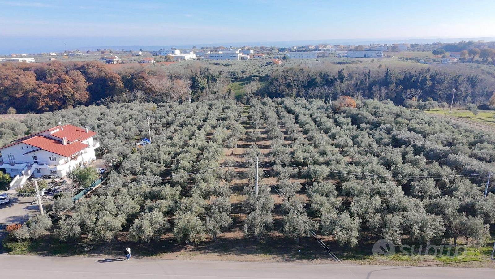 Ampio terreno agricolo di 3,2 Ettari con Uliveto - Vista 4