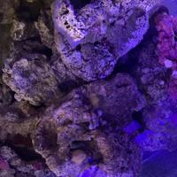 Roccie vive acquario marino