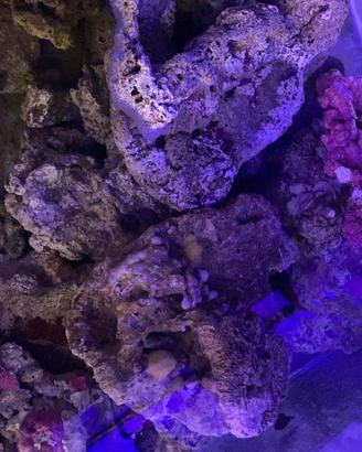 Roccie vive acquario marino