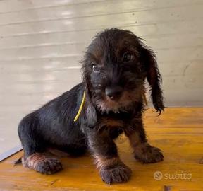 Cuccioli di Bassotto tedesco