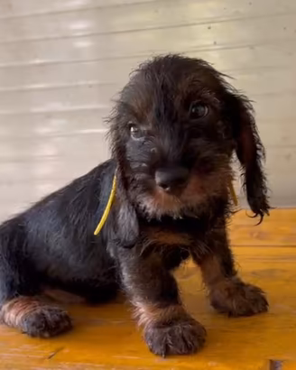 Cuccioli di Bassotto tedesco