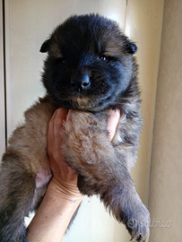 Pastore belga cuccioli