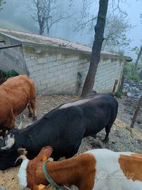 Toro BrunalpinoxModicano