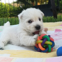 West Highland White Terrier