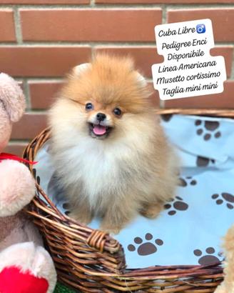 Spitz Pomerania/Pedigree Enci