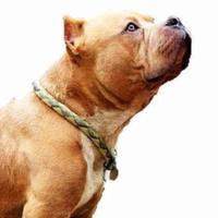 American bully