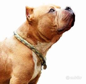 American bully