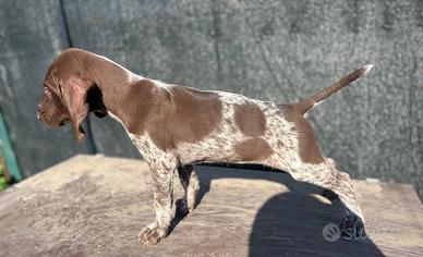 Bracco tedesco Kurzhaar