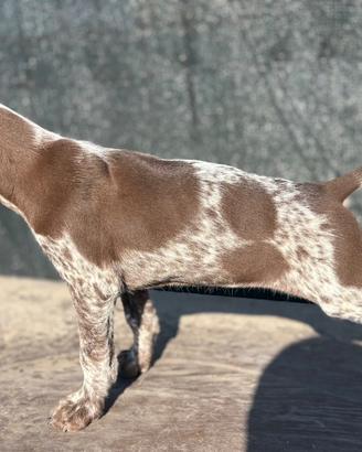 Bracco tedesco Kurzhaar