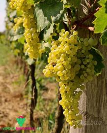 Quote uva Asolo prosecco da estirpo