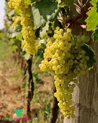 Quote uva Asolo prosecco da estirpo