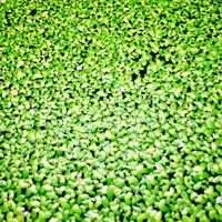 Porzione di Lemna minor pianta da superficie