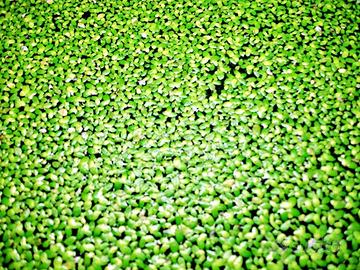 Porzione di Lemna minor pianta da superficie