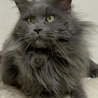 Maine coon monta accoppiamento