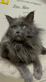 Maine coon monta accoppiamento
