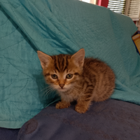 Gattini piccoli dolcissimi