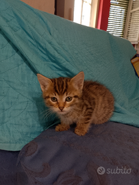 Gattini piccoli dolcissimi