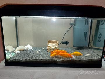 acquario da 60 litri della JUWEL 