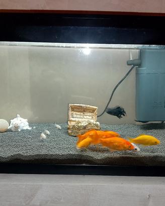 acquario da 60 litri della JUWEL 