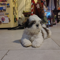 Cuccioli di Shihtzu