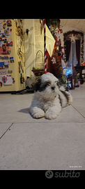 Cuccioli di Shihtzu
