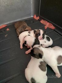 Bulldog francese