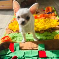 Cucciolo di chihuahua femmina mini con pedigree