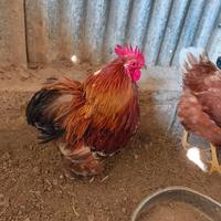 Gallo cocincina