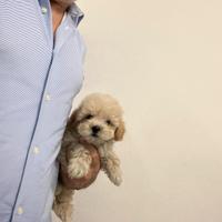 Maltipoo Champagne Barboncino Maltese