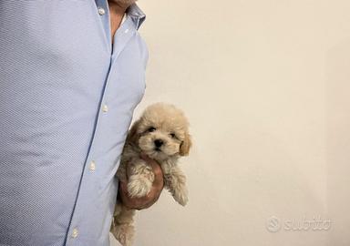 Maltipoo Champagne Barboncino Maltese