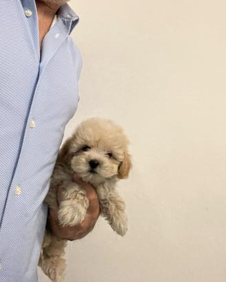 Maltipoo Champagne Barboncino Maltese