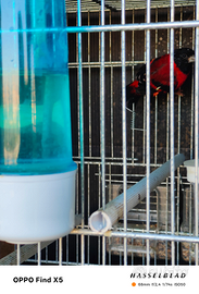 Cardinalino del Venezuela