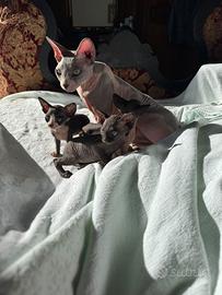 Gatti Sphynx cuccioli