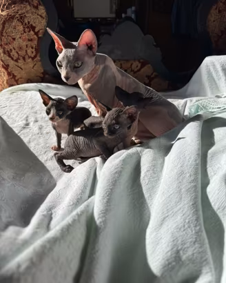 Gatti Sphynx cuccioli