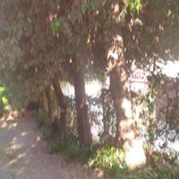 Taglio alberi in cambio di legna