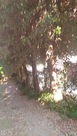 Taglio alberi in cambio di legna