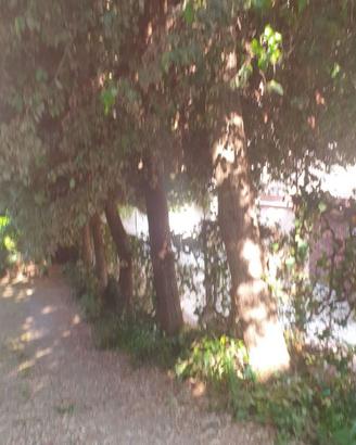 Taglio alberi in cambio di legna