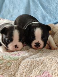 Boston terrier