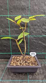 Bonsai di Castagno ( Castanea Sativa ) 173