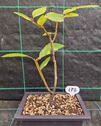 Bonsai di Castagno ( Castanea Sativa ) 173
