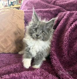 Cucciole Maine Coon pedigree