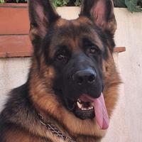 Disponibile per accoppiamento