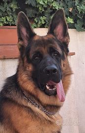 Disponibile per accoppiamento