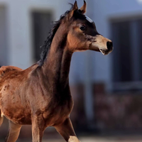 Puledro Arabo Purosangue