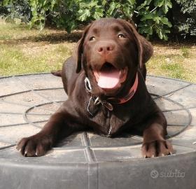 Femminuccia labrador retrievers colore chocolate