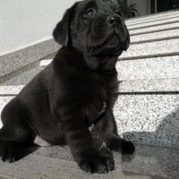 Labrador con pedigree lastre e test genetici