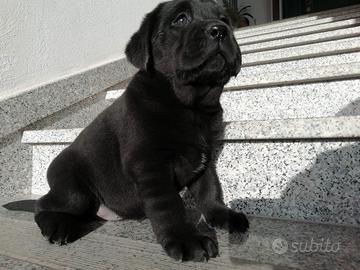 Labrador con pedigree lastre e test genetici
