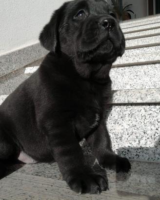 Labrador con pedigree lastre e test genetici