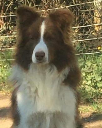 Border collie per accoppiamento